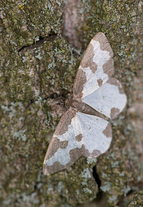 Lomaspilis marginata (Geometridae)  - Bordure entrecoupée, Marginée - Clouded Border Norfolk [Royaume-Uni] 15/07/2009