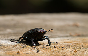 Lucanus cervus (Lucanidae)  - Cerf-volant (mâle), Biche (femelle), Lucane, Lucane cerf-volant - Stag Beetle Grand Londres [Royaume-Uni] 12/07/2009 - 60mEn plein coeur de Londres?