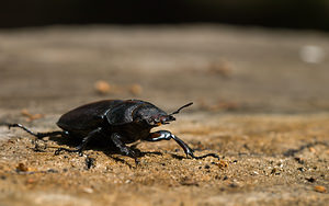 Lucanus cervus (Lucanidae)  - Cerf-volant (mâle), Biche (femelle), Lucane, Lucane cerf-volant - Stag Beetle Grand Londres [Royaume-Uni] 12/07/2009 - 60mEn plein coeur de Londres?