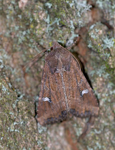 Mesapamea secalis (Noctuidae)  - Hiéroglyphe - Common Rustic Norfolk [Royaume-Uni] 15/07/2009