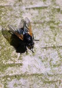 Mesembrina meridiana (Muscidae)  Norfolk [Royaume-Uni] 14/07/2009