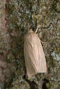 Mythimna pallens (Noctuidae)  - Leucanie blafarde - Common Wainscot Norfolk [Royaume-Uni] 15/07/2009