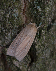 Mythimna pallens (Noctuidae)  - Leucanie blafarde - Common Wainscot Norfolk [Royaume-Uni] 15/07/2009