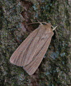 Mythimna pallens (Noctuidae)  - Leucanie blafarde - Common Wainscot Norfolk [Royaume-Uni] 15/07/2009