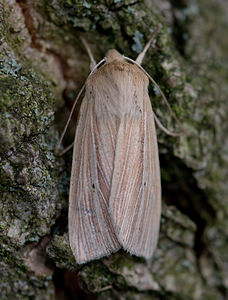 Mythimna pallens (Noctuidae)  - Leucanie blafarde - Common Wainscot Norfolk [Royaume-Uni] 15/07/2009