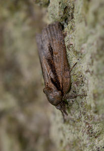 Nycteola revayana (Nolidae)  - Sarrothripe de Revay - Oak Nycteoline Norfolk [Royaume-Uni] 15/07/2009