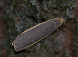 Nyea lurideola (Erebidae)  - Lithosie complanule, Lithosie plombée - Common Footman Norfolk [Royaume-Uni] 15/07/2009
