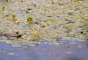 Nymphoides peltata (Menyanthaceae)  - Faux nénuphar pelté, Limnanthème faux nénuphar, Faux nénuphar, Petit nénuphar pelté, Petit nénuphar - Fringed Water-lily Lancashire [Royaume-Uni] 23/07/2009 - 10m