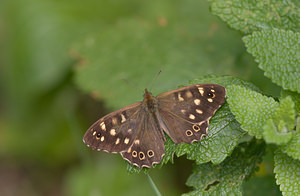 Pararge aegeria (Nymphalidae)  - Tircis, Argus des Bois, Égérie - Speckled Wood Lancashire [Royaume-Uni] 23/07/2009 - 10m