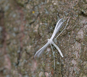 Pterophorus pentadactylus (Pterophoridae)  - White Plume Moth Norfolk [Royaume-Uni] 15/07/2009