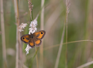 Pyronia tithonus (Nymphalidae)  - Amaryllis, Satyre tithon, Titon - Gatekeeper Liverpool City Region [Royaume-Uni] 23/07/2009 - 10m