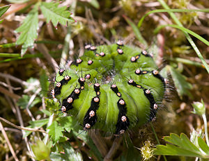 Saturnia pavonia (Saturniidae)  - Petit Paon de Nuit - Emperor Cumbria [Royaume-Uni] 20/07/2009 - 270m