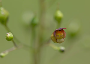 Scrophularia nodosa (Scrophulariaceae)  - Scrofulaire noueuse - Common Figwort Lancashire [Royaume-Uni] 23/07/2009 - 10m