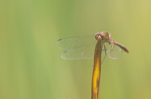 Sympetrum sanguineum (Libellulidae)  - Sympétrum sanguin, Sympétrum rouge sang - Ruddy Darter Norfolk [Royaume-Uni] 16/07/2009 - 40m