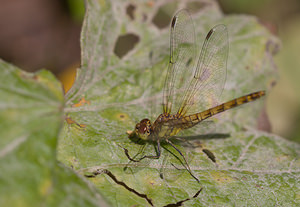 Sympetrum striolatum (Libellulidae)  - Sympétrum fascié - Common Darter Lancashire [Royaume-Uni] 23/07/2009 - 10m