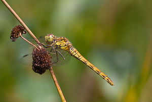 Sympetrum striolatum (Libellulidae)  - Sympétrum fascié - Common Darter Lancashire [Royaume-Uni] 23/07/2009 - 10m