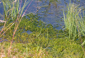   (Zones Humides)  Northumberland [Royaume-Uni] 19/07/2009 - 250m