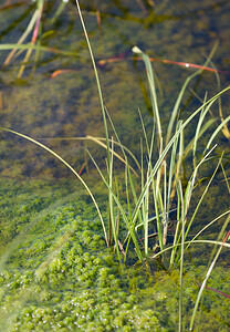   (Zones Humides)  Northumberland [Royaume-Uni] 19/07/2009 - 250m