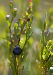 Vaccinium myrtillus (Ericaceae)  - Airelle myrtille, Myrtille, Maurette, Brimbelle - Bilberry Northumberland [Royaume-Uni] 20/07/2009 - 270m