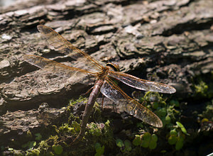 Aeshna grandis (Aeshnidae)  - Grande aeschne - Brown Hawker Meuse [France] 30/08/2009 - 260m