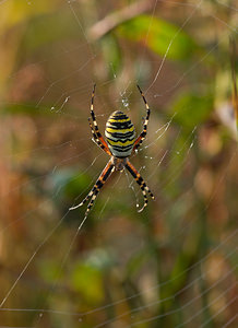 Argiope bruennichi (Araneidae)  - Épeire frelon - Wasp Spider Marne [France] 29/08/2009 - 150m