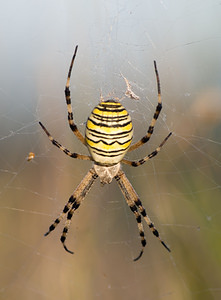 Argiope bruennichi (Araneidae)  - Épeire frelon - Wasp Spider Meuse [France] 29/08/2009 - 340m