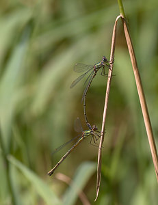 Chalcolestes viridis (Lestidae)  - Leste vert - Green Emerald Damselfly Nord [France] 22/08/2009 - 30m