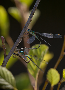 Chalcolestes viridis (Lestidae)  - Leste vert - Green Emerald Damselfly Meuse [France] 30/08/2009 - 270m