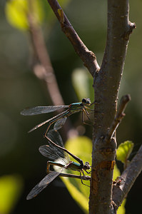 Chalcolestes viridis (Lestidae)  - Leste vert - Green Emerald Damselfly Meuse [France] 30/08/2009 - 270m