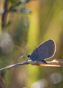 Cupido argiades (Lycaenidae)  - Azuré du Trèfle, Petit Porte-Queue, Argus mini-queue, Myrmidon - Short-tailed Blue Meuse [France] 30/08/2009 - 340m