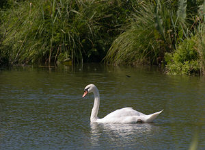 Cygnus olor (Anatidae)  - Cygne tuberculé - Mute Swan Pas-de-Calais [France] 15/08/2009