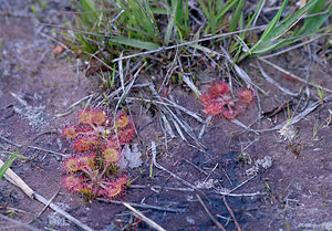 Drosera rotundifolia (Droseraceae)  - Rossolis à feuilles rondes, Droséra à feuilles rondes - Round-leaved Sundew Ath [Belgique] 22/08/2009 - 70m