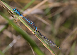 Enallagma cyathigerum (Coenagrionidae)  - Agrion porte-coupe - Common Blue Damselfly Nord [France] 22/08/2009 - 20m