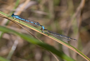 Enallagma cyathigerum (Coenagrionidae)  - Agrion porte-coupe - Common Blue Damselfly Nord [France] 22/08/2009 - 20m