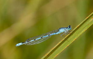 Enallagma cyathigerum (Coenagrionidae)  - Agrion porte-coupe - Common Blue Damselfly Marne [France] 29/08/2009 - 160m