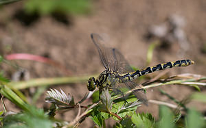 Gomphus vulgatissimus (Gomphidae)  - Gomphe vulgaire - Club-tailed Dragonfly Meuse [France] 30/08/2009 - 260m