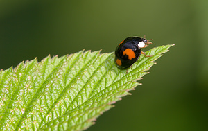 Harmonia axyridis (Coccinellidae)  - Coccinelle asiatique, Coccinelle arlequin - Harlequin ladybird, Asian ladybird, Asian ladybeetle Nord [France] 02/08/2009 - 40mforme spectabilis