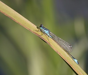 Ischnura elegans (Coenagrionidae)  - Agrion élégant - Blue-tailed Damselfly Nord [France] 22/08/2009 - 20m