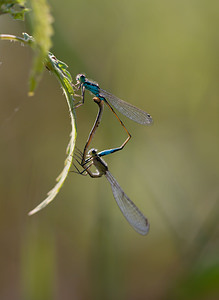 Ischnura elegans (Coenagrionidae)  - Agrion élégant - Blue-tailed Damselfly Meuse [France] 30/08/2009 - 260m