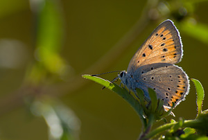 Lycaena dispar (Lycaenidae)  - Cuivré des marais Marne [France] 29/08/2009 - 150m