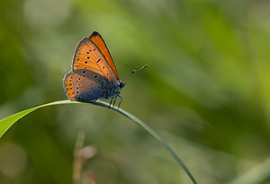 Lycaena dispar (Lycaenidae)  - Cuivré des marais Meuse [France] 30/08/2009 - 260m