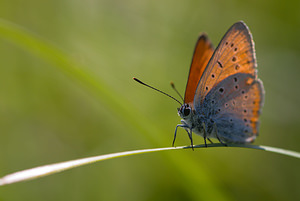 Lycaena dispar (Lycaenidae)  - Cuivré des marais Meuse [France] 30/08/2009 - 260m