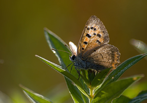 Lycaena phlaeas (Lycaenidae)  - Cuivré commun, Argus bronzé, Bronzé - Small Copper Marne [France] 29/08/2009 - 150m