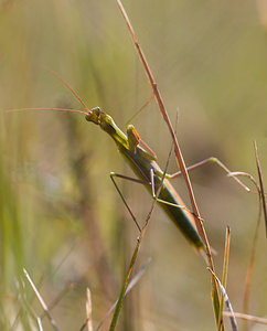 Mantis religiosa (Mantidae)  - Mante religieuse - Praying Mantis Meuse [France] 30/08/2009 - 340m