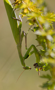 Mantis religiosa (Mantidae)  - Mante religieuse - Praying Mantis Meuse [France] 30/08/2009 - 340m