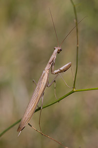 Mantis religiosa (Mantidae)  - Mante religieuse - Praying Mantis Meuse [France] 30/08/2009 - 340m