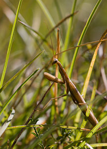 Mantis religiosa (Mantidae)  - Mante religieuse - Praying Mantis Meuse [France] 30/08/2009 - 340m