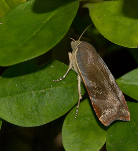 Noctua janthe (Noctuidae)  - Collier soufré - Lesser Broad Bordered Yellow Underwing Nord [France] 09/08/2009 - 40m