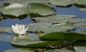 Nymphaea alba (Nymphaeaceae)  - Nymphéa blanc, Nénuphar blanc, Lys des étangs - White Water-lily Pas-de-Calais [France] 15/08/2009