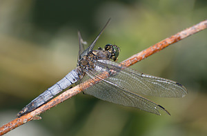 Orthetrum cancellatum (Libellulidae)  - Orthétrum réticulé - Black-tailed Skimmer Pas-de-Calais [France] 15/08/2009